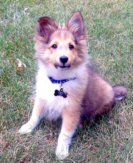 Buddy at 12 weeks old. By Bret Berigan Buddy at 12 weeks old. By Bret Berigan