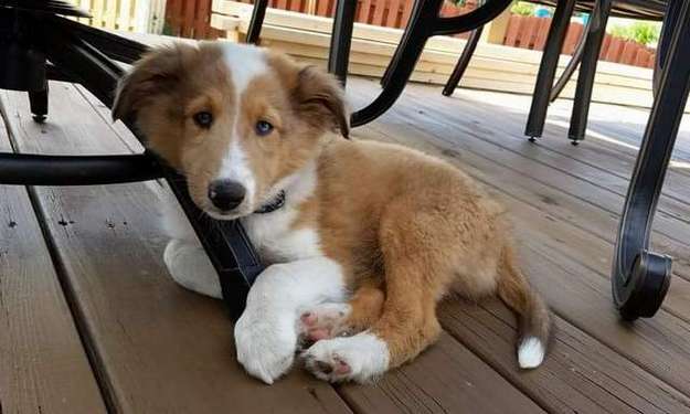 Our Sheltie Frankie at 14 weeks. By John Granitz Our Sheltie Frankie at 14 weeks. By John Granitz
