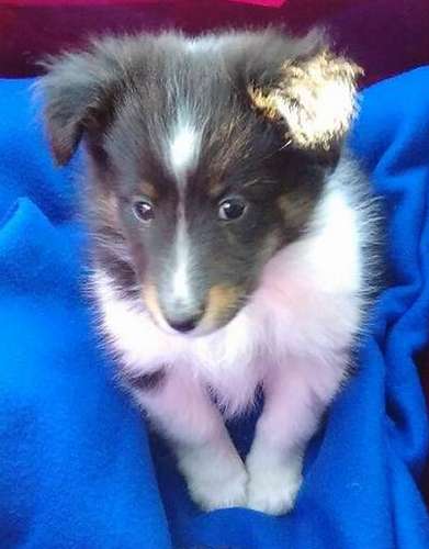 Zoe at 7 weeks on her first car ride home. By John Granitz Zoe at 7 weeks on her first car ride home. By John Granitz