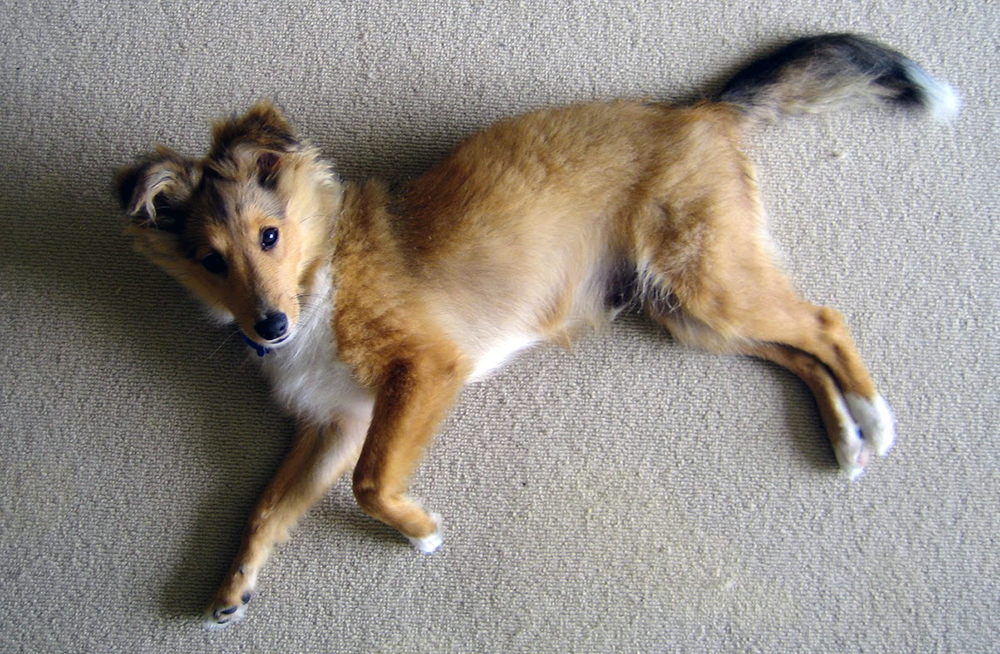 Our Sheltie Puppy at 4 Months Our Sheltie Puppy at 4 Months