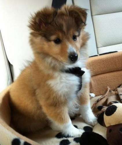 Tilly on her first road trip... she slept all way. By Alan Costello Tilly on her first road trip... she slept all way. By Alan Costello