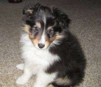 Louie at 6 weeks. By Audrey Kemeny Insco Louie at 6 weeks. By Audrey Kemeny Insco