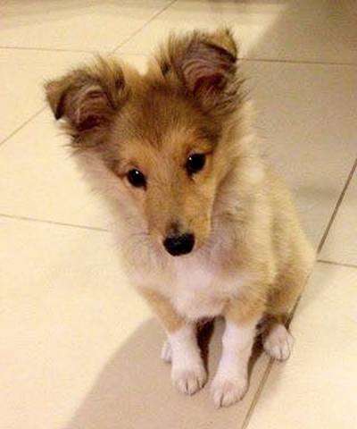 My Sheltie puppy. By Estee Bukay My Sheltie puppy. By Estee Bukay