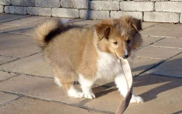 Our little Link! By Laura Pasian Our little Link! By Laura Pasian