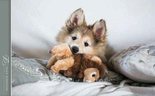 One of our cutest puppy photos! By Leanne Raw One of our cutest puppy photos! By Leanne Raw