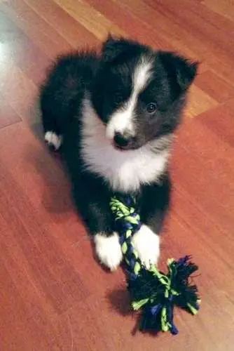 Sheltie Puppies in Pictures