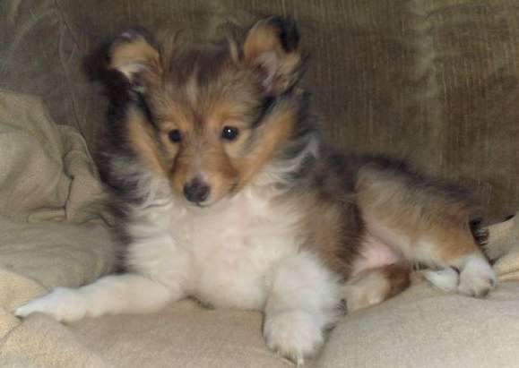 How to House Train a Sheltie Puppy How to House Train a Sheltie Puppy