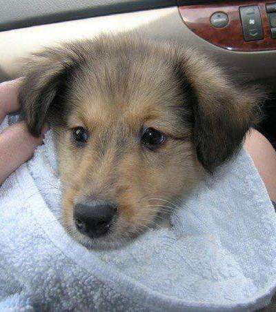Our 8 week old Miles. By Tamara Cohen Our 8 week old Miles. By Tamara Cohen