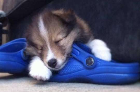 This is Billy. The first picture when he got home with us. By Paula Mantovani Myers This is Billy. The first picture when he got home with us. By Paula Mantovani Myers