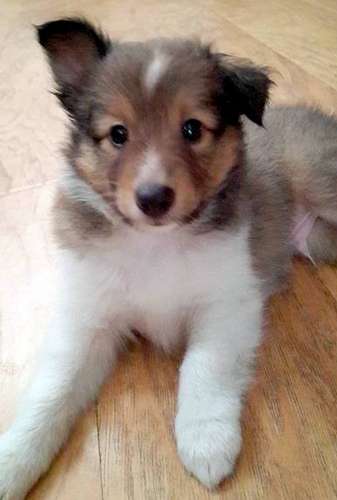 Stanis' first good photo. By Amelia Calista Stanis' first good photo. By Amelia Calista