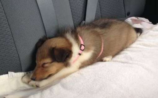 Nessie on the ride home. By Diane Wrenn Holcomb Nessie on the ride home. By Diane Wrenn Holcomb