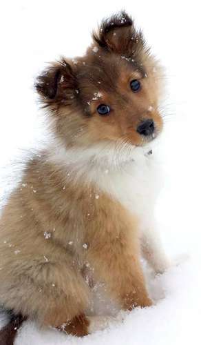 This is Juke, a few days after we brought him home. By Joanna Thompson This is Juke, a few days after we brought him home. By Joanna Thompson