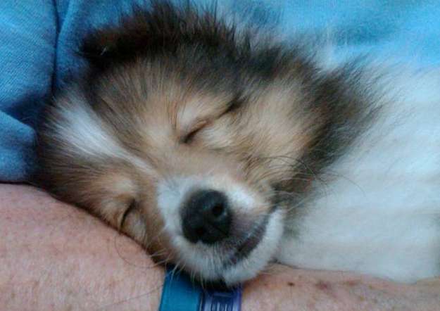 Here's Connor at 8 weeks during his first visit to the vet. By Constance Ruth Fleming Here's Connor at 8 weeks during his first visit to the vet. By Constance Ruth Fleming