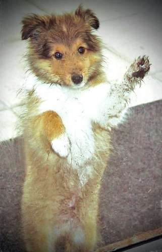 This is Saxon, asking to come inside... He had been running around the yard and got very wet and muddy. By Carole King This is Saxon, asking to come inside... He had been running around the yard and got very wet and muddy. By Carole King