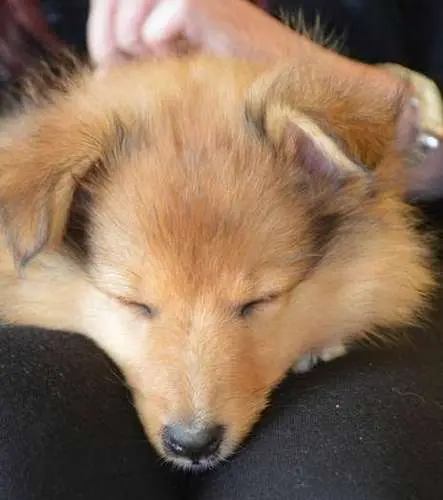 Sheltie Puppies in Pictures
