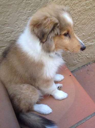 Beautiful Bailey at 10 weeks old. By Sure Rose Bentley Beautiful Bailey at 10 weeks old. By Sure Rose Bentley