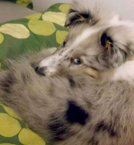 This is Coco, my son's cute Sheltie puppy. By Rikke Maiken Jensen This is Coco, my son's cute Sheltie puppy. By Rikke Maiken Jensen