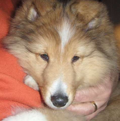 Mosby at 12 weeks. By G Ed Johnson Mosby at 12 weeks. By G Ed Johnson