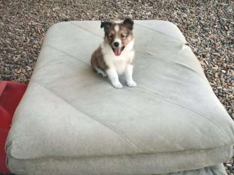 My little puppy. By Byron Swafford My little puppy. By Byron Swafford