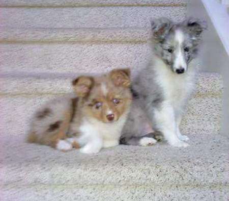Apache (a Mini Aussie) and Merlin (a Bi Blue Sheltie). By Ellen Kendrick Ethridge Apache (a Mini Aussie) and Merlin (a Bi Blue Sheltie). By Ellen Kendrick Ethridge