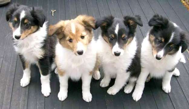 One of our litters. By Denise Desmarais One of our litters. By Denise Desmarais