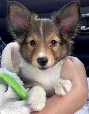 My Deacon Blue, 8 weeks old, the day I picked him up. He makes me happy every day! By Skyler Austin My Deacon Blue, 8 weeks old, the day I picked him up. He makes me happy every day! By Skyler Austin