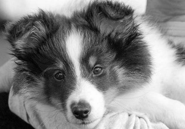 Dice at 8 weeks. By Mary Morgan Dice at 8 weeks. By Mary Morgan