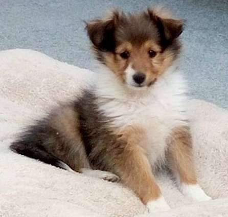 Gypsy at 8 weeks old. By Alicia Jarvis Gypsy at 8 weeks old. By Alicia Jarvis