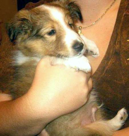 My Sheltie puppy Copper around 8-9 weeks old. By Megan Sexton My Sheltie puppy Copper around 8-9 weeks old. By Megan Sexton