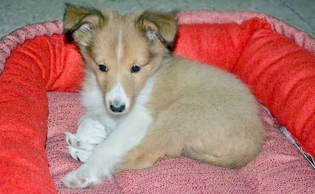 Our puppy at 8 weeks old, the first day she came home. By Marisa Oviedo Our puppy at 8 weeks old, the first day she came home. By Marisa Oviedo