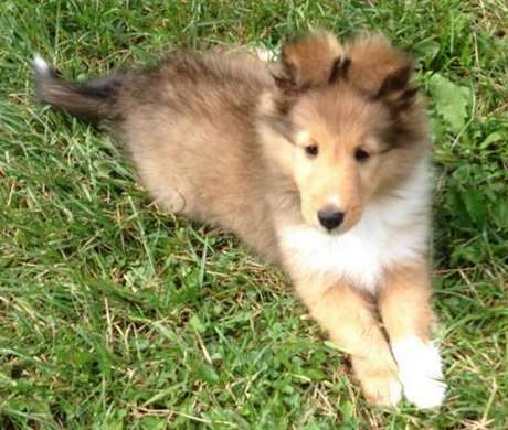 Fidji at 8 weeks old. By Sophie Leclerc Fidji at 8 weeks old. By Sophie Leclerc