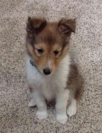 My 7 week old Gunner! By Katie Chenkus My 7 week old Gunner! By Katie Chenkus