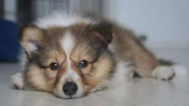 My favourite puppy photo of Nikki Lam. By Eugenie Lam My favourite puppy photo of Nikki Lam. By Eugenie Lam
