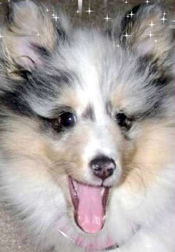 My Sheltie puppy Megs in 2008. By Eileen Brownstein Ostach My Sheltie puppy Megs in 2008. By Eileen Brownstein Ostach
