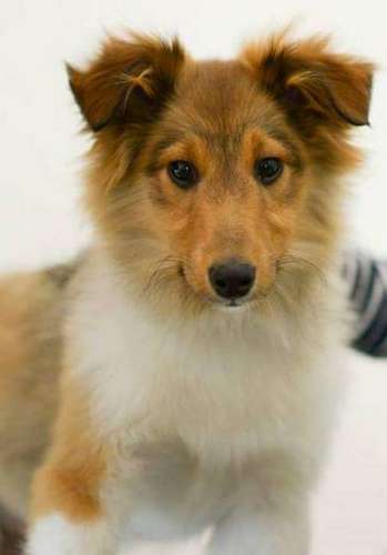 The 5 Rules of Sheltie Puppy Training The 5 Rules of Sheltie Puppy Training