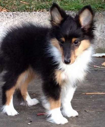 TaKoda at 11 weeks. By Brenda A. Bruneau-Krueger TaKoda at 11 weeks. By Brenda A. Bruneau-Krueger