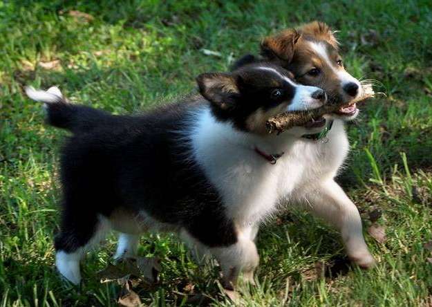 Jack and Pete, about 10 weeks old. By Joyce Money Baugher Jack and Pete, about 10 weeks old. By Joyce Money Baugher