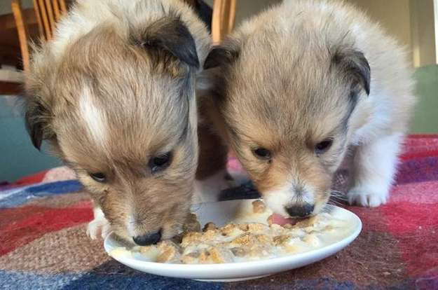 Our puppies, Kona and Maui. By Luke Kay Our puppies, Kona and Maui. By Luke Kay