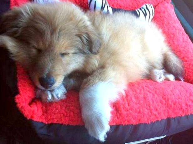 My little boy Koda at 8 weeks old. By Lauren Toffolon My little boy Koda at 8 weeks old. By Lauren Toffolon