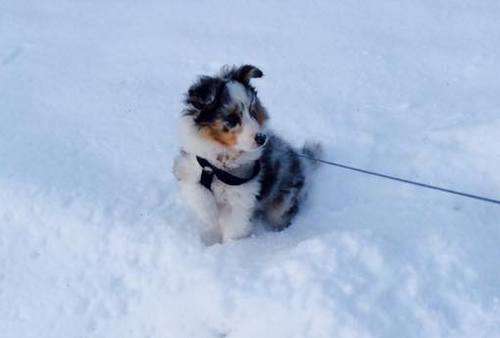 Frosya at 2 months old. By Oli Kaeva Frosya at 2 months old. By Oli Kaeva