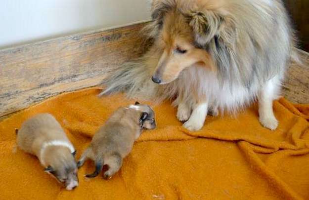 Angelica with her boys Kona and Maui. By Luke Kay Angelica with her boys Kona and Maui. By Luke Kay