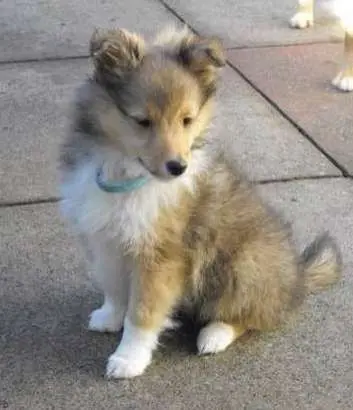 Sheltie Puppies in Pictures