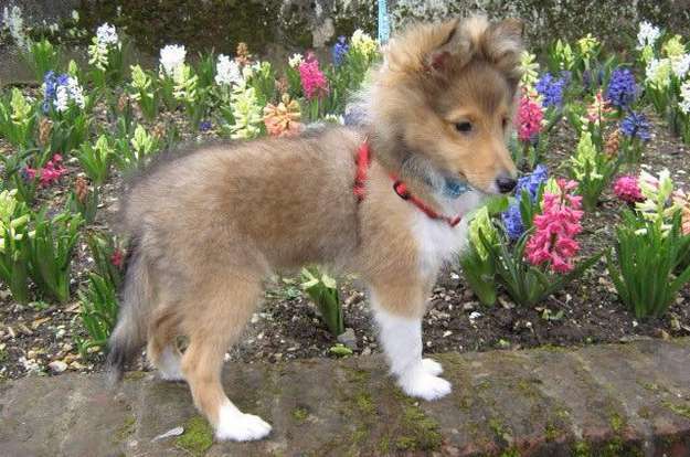 And here's Woody at 12 weeks. By Robert Bray And here's Woody at 12 weeks. By Robert Bray