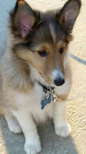 Bandit Bo at 8 weeks old. By Maggie Kohan Malewski Bandit Bo at 8 weeks old. By Maggie Kohan Malewski