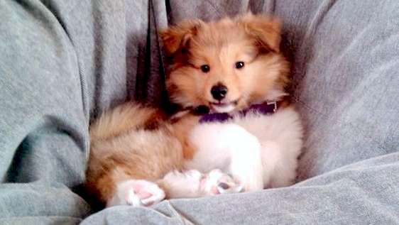 Kefir at 8 weeks. Our adorable goofball! By julie Dorosh Kefir at 8 weeks. Our adorable goofball! By julie Dorosh