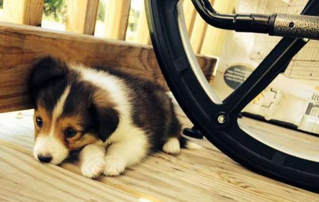 My baby Mocha. By Kirsten Ferris My baby Mocha. By Kirsten Ferris