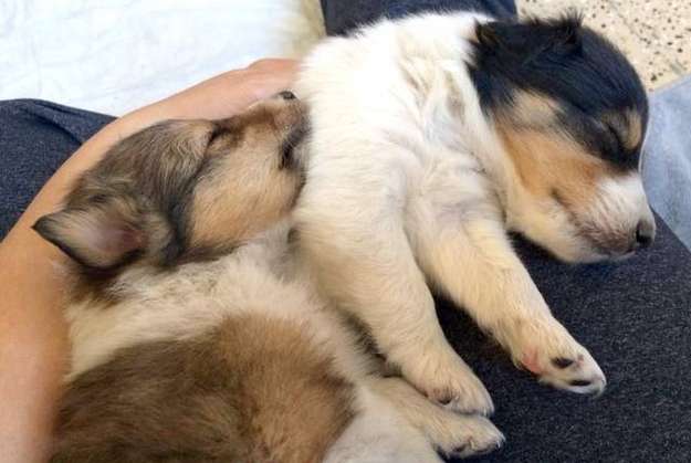 Our Sheltie puppies Zylie (Sable) and Jobi (Tri-color) at 4 weeks old, when we picked them. By Monique Elg Our Sheltie puppies Zylie (Sable) and Jobi (Tri-color) at 4 weeks old, when we picked them. By Monique Elg