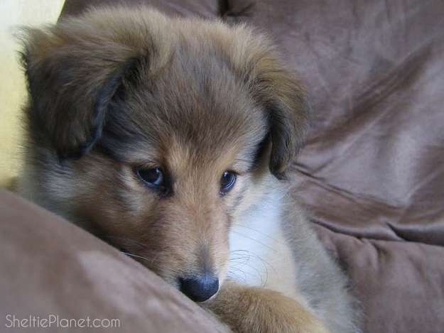 Just a Puppy Being Deliberately Cute Just a Puppy Being Deliberately Cute