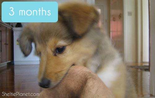 Sheltie Puppy Development at 3 Months Old Sheltie Puppy Development at 3 Months Old