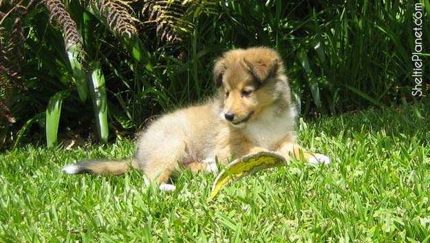 Howard, My First Sheltie Puppy Howard, My First Sheltie Puppy